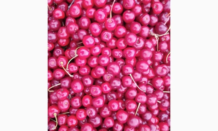 Реализуем вишню садовую. Урожай 2025 - фото № 2