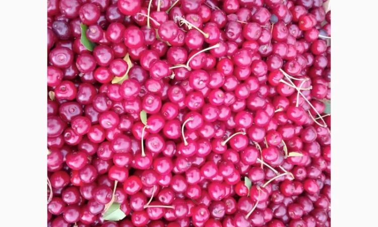 Реализуем вишню садовую. Урожай 2025 - фото № 3