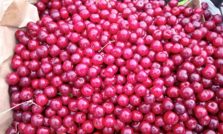 Реализуем вишню садовую. Урожай 2025 - фото № 4