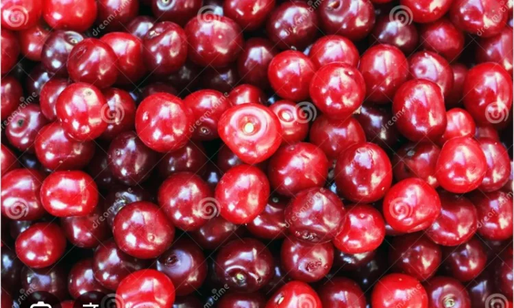 Куплю вишню - фото № 1