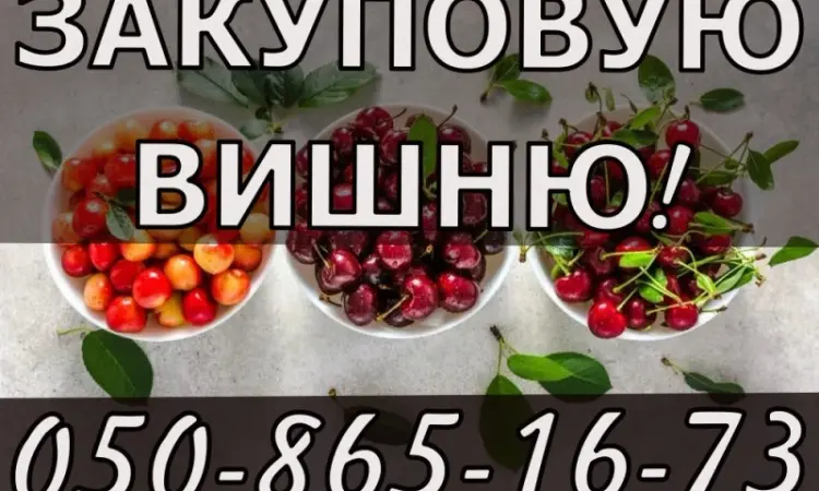 Куплю вишню!ДОРОГО!Будь який обсяг - фото № 1