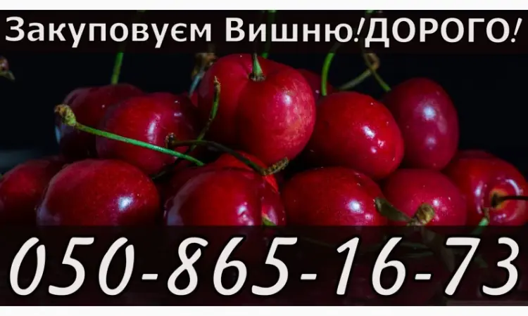 Куплю вишню за найвысшими ценами в области - фото № 1