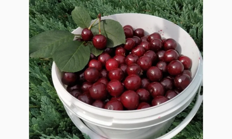 Підприємство здійснює заготовку вишні літа 2025 року у Полтавській област!і - фото № 1