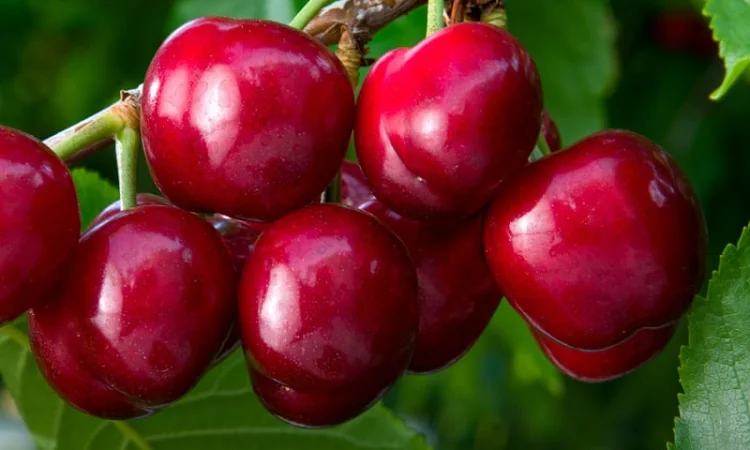 Куплю вишню 2025 урожайного року!Дорого!Будь яка кількість - фото № 1