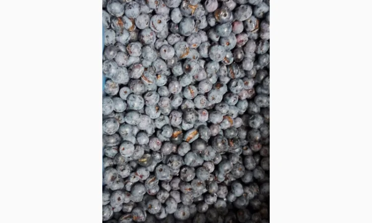 ЛОХИНА заморожена - фото № 1