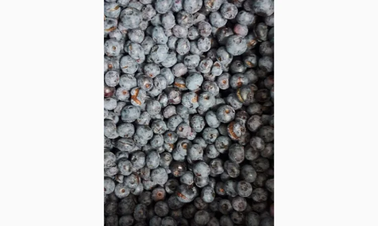 ЛОХИНА заморожена - фото № 2