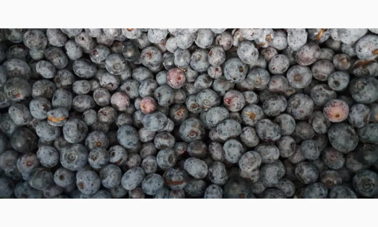 ЛОХИНА заморожена - фото № 3