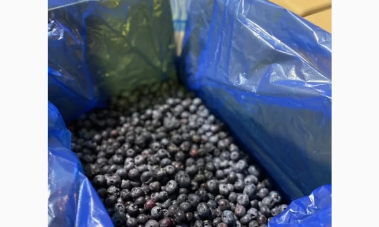 Продается замороженная голубика урожая 2023 года - фото № 1