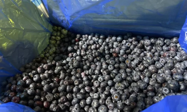 Продается замороженная голубика урожая 2023 года - фото № 2