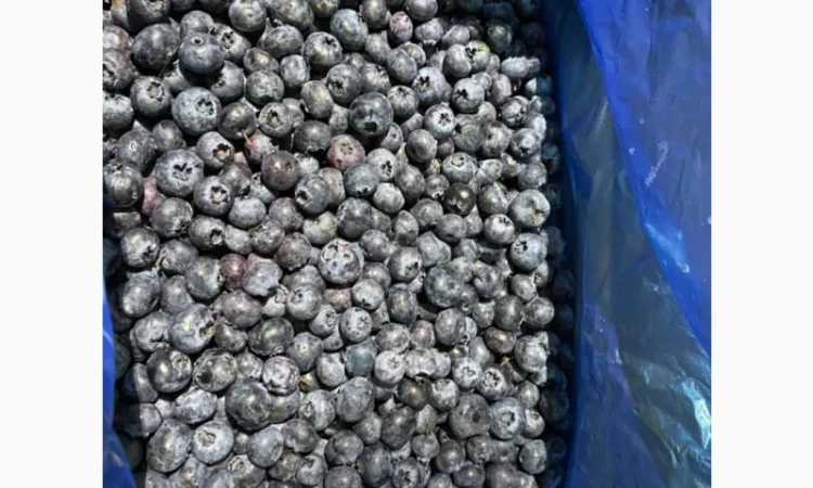 Продается замороженная голубика урожая 2023 года - фото № 3