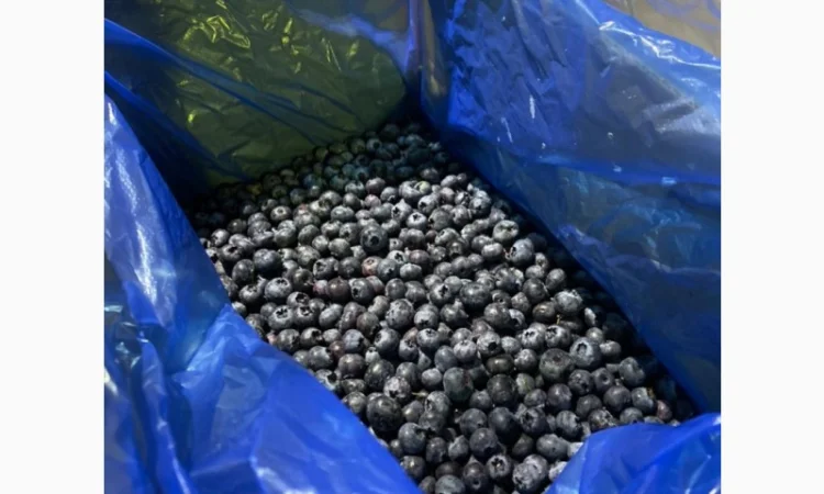 Продается замороженная голубика урожая 2023 года - фото № 4