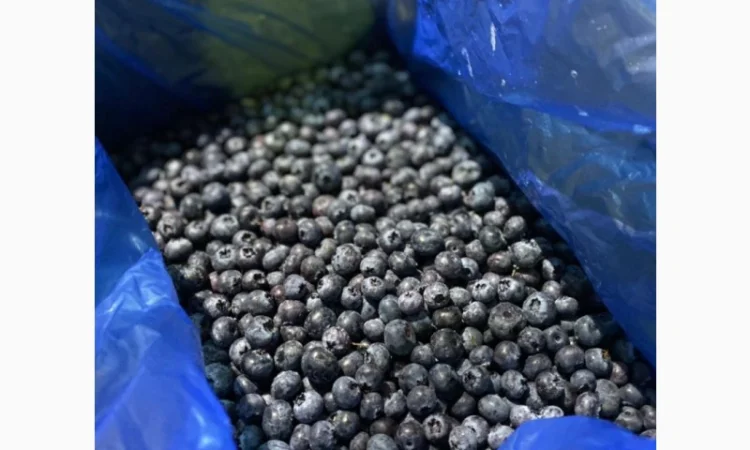 Продается замороженная голубика урожая 2023 года - фото № 5