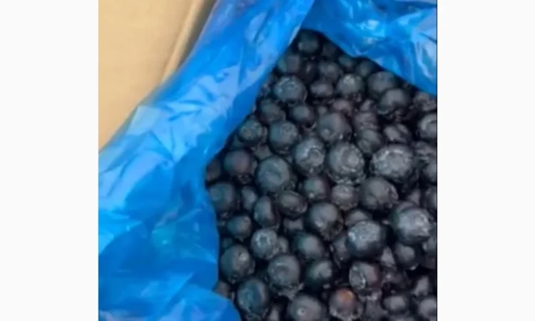 Продам заморожену лохину крупного калібру оптом від 10 тонн - фото № 1