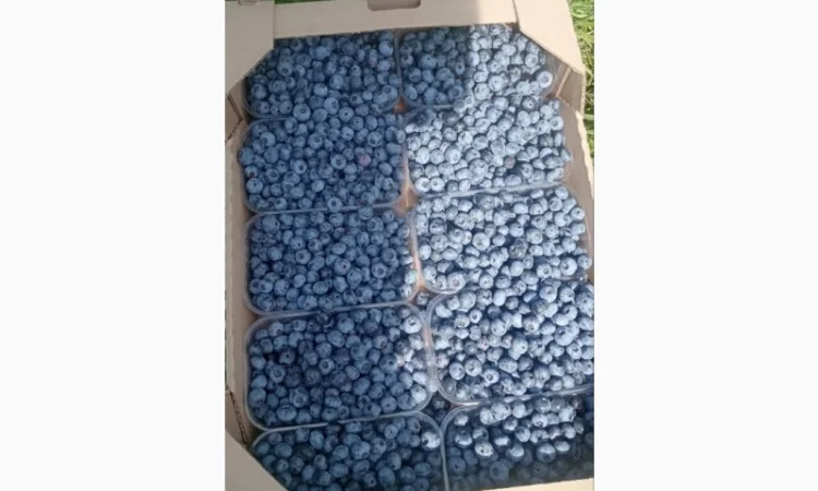 Продам лохину - фото № 1