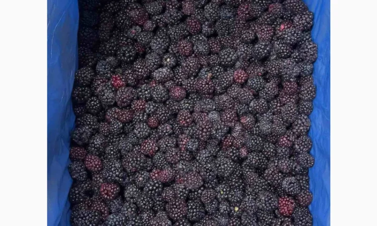 ПРОДАМ ежевику замороженную - фото № 1