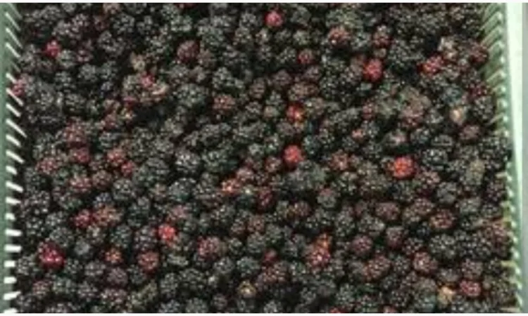 Продам Ожину морожену - фото № 1