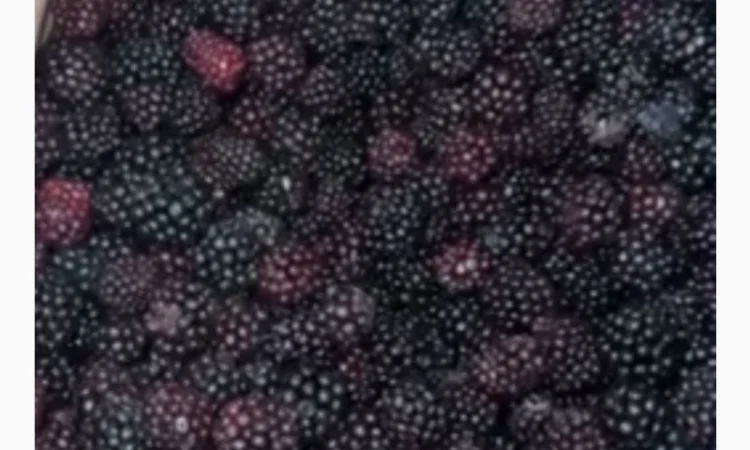 Продам ожину морожену культивовану - фото № 1