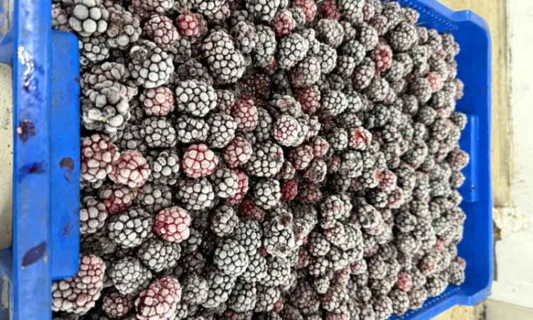 Пропонується заморожена ожина - фото № 1