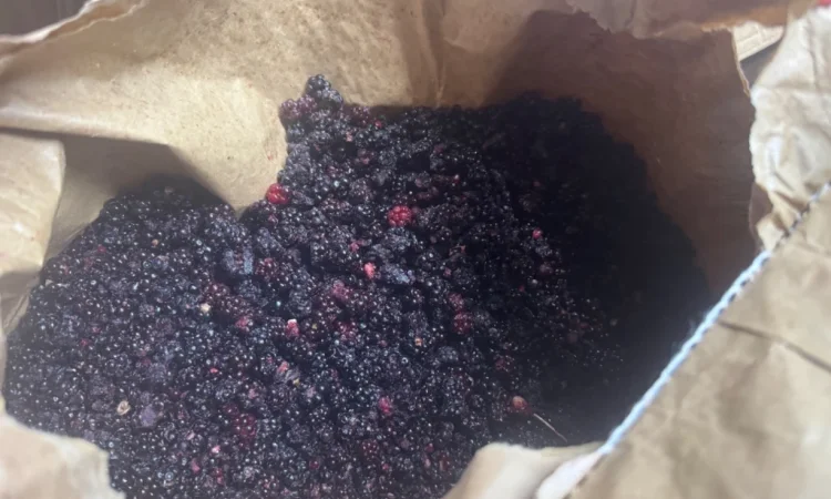 Продается лесная ожина - фото № 7