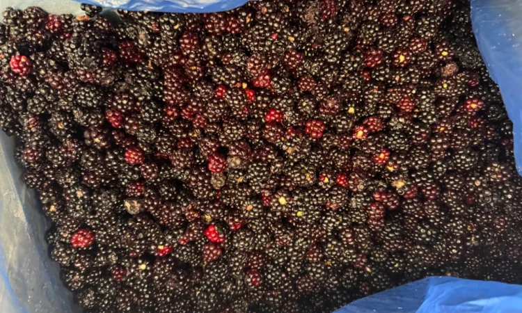 Продается лесная ожина - фото № 1