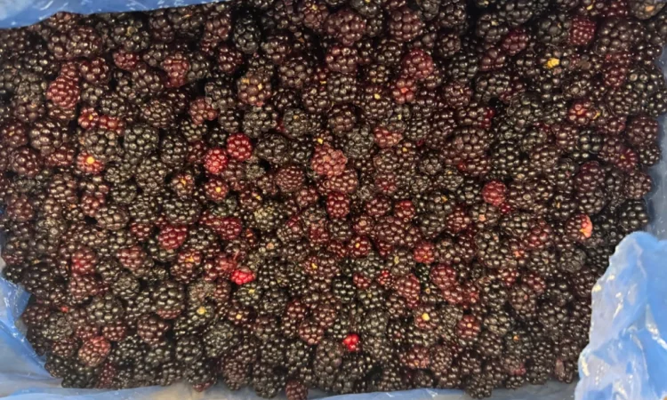 Продается лесная ожина - фото № 2