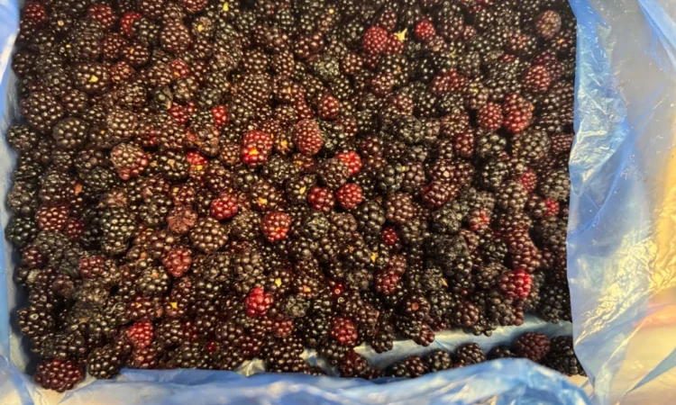 Продается лесная ожина - фото № 3