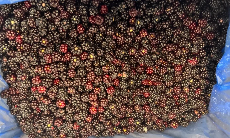 Продается лесная ожина - фото № 4