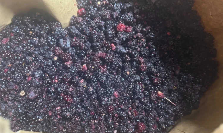 Продается лесная ожина - фото № 5