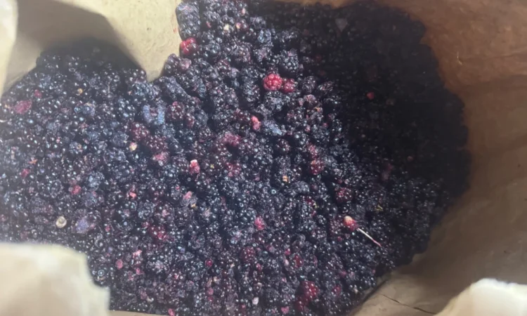 Продается лесная ожина - фото № 6