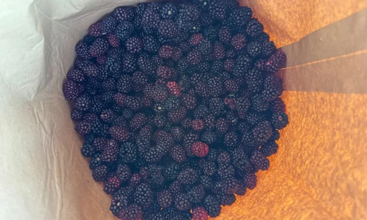 Продается замороженная ожина садовая - фото № 1