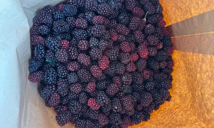 Продается замороженная ожина садовая - фото № 2