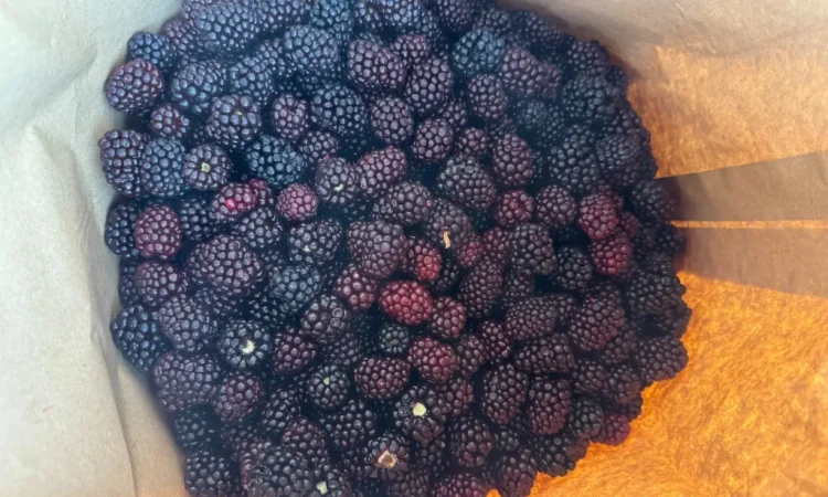 Продается замороженная ожина садовая - фото № 3