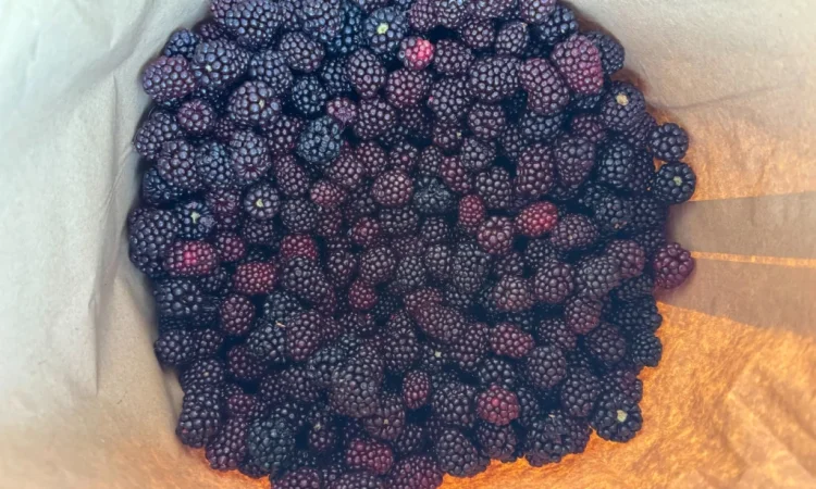 Продается замороженная ожина садовая - фото № 4