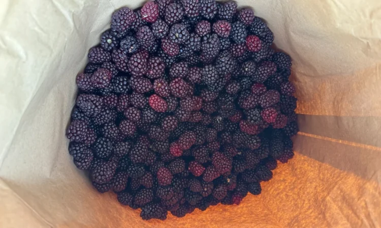 Продается замороженная ожина садовая - фото № 5