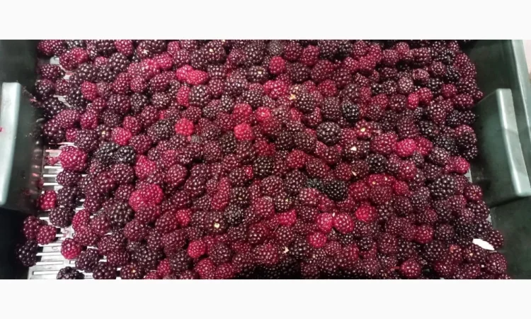 Продам заморожену культивовану ожину 2-3 сорт - фото № 1