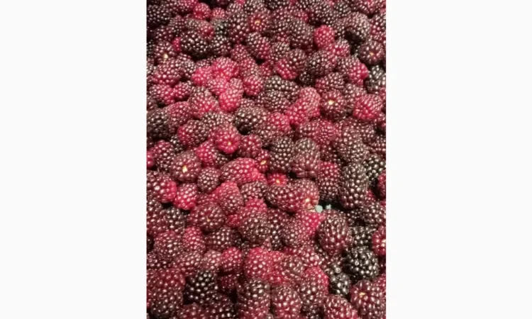 Продам заморожену культивовану ожину 2-3 сорт - фото № 2