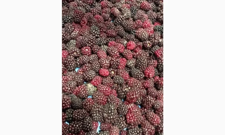 Продам заморожену культивовану ожину 2-3 сорт - фото № 3