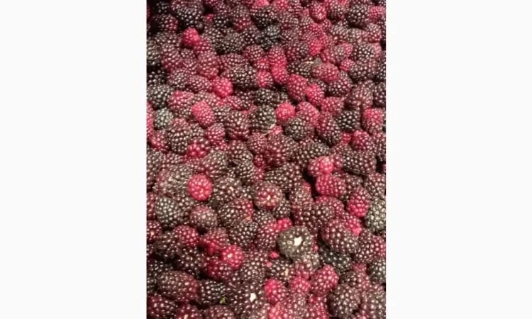 Продам заморожену культивовану ожину 2-3 сорт - фото № 4