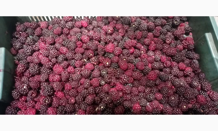 Продам заморожену культивовану ожину 2-3 сорт - фото № 5