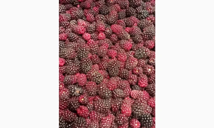 Продам заморожену культивовану ожину 2-3 сорт - фото № 6