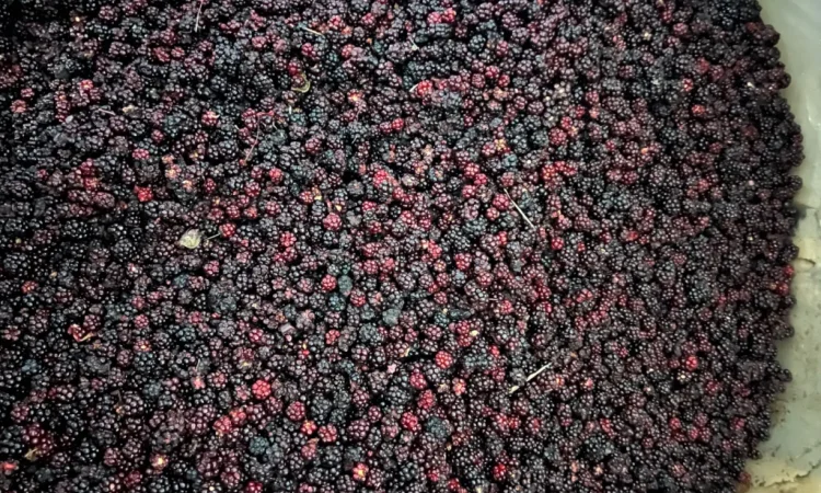 Продам Ожину дикорослу - фото № 1