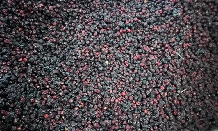 Продам Ожину дикорослу - фото № 2