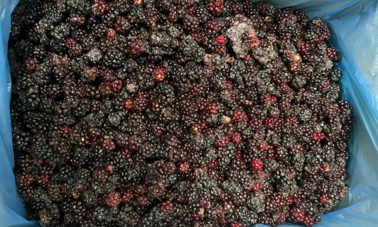 Продам Ожину дикорослу - фото № 3