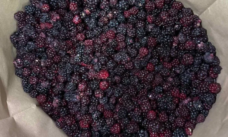 Ожина лісова - фото № 1