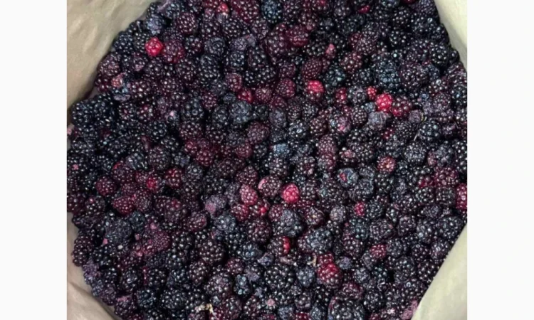 Ожина лісова - фото № 2