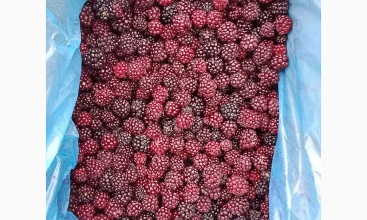 Продам ожину культивовану. Свіжоморожена - фото № 2