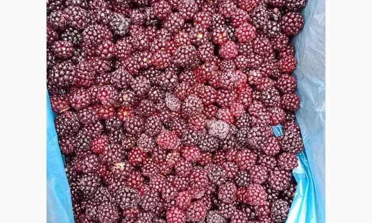 Продам ожину культивовану. Свіжоморожена - фото № 3