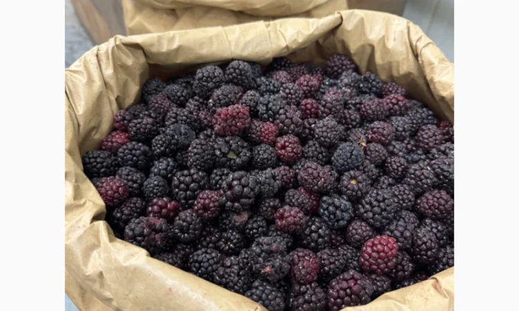 Продам заморожену культивовану Ожину - фото № 1