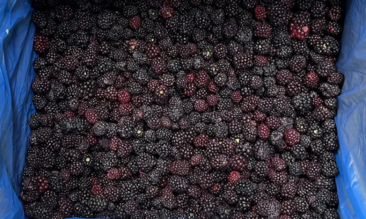 Продам заморожену культивовану Ожину - фото № 2