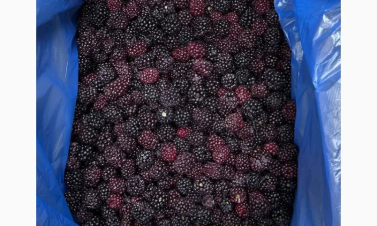 Продам заморожену культивовану Ожину - фото № 3